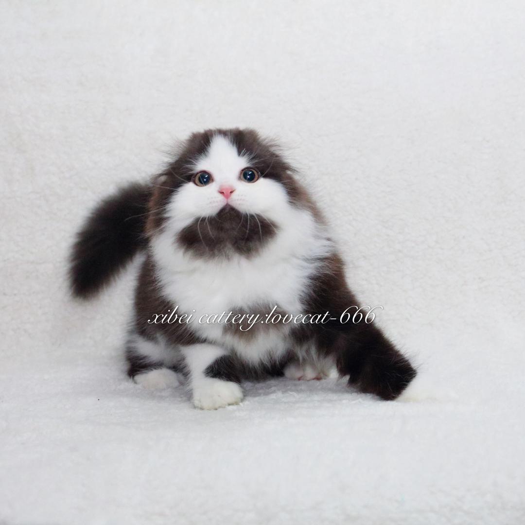 吾喵在上西贝猫咪