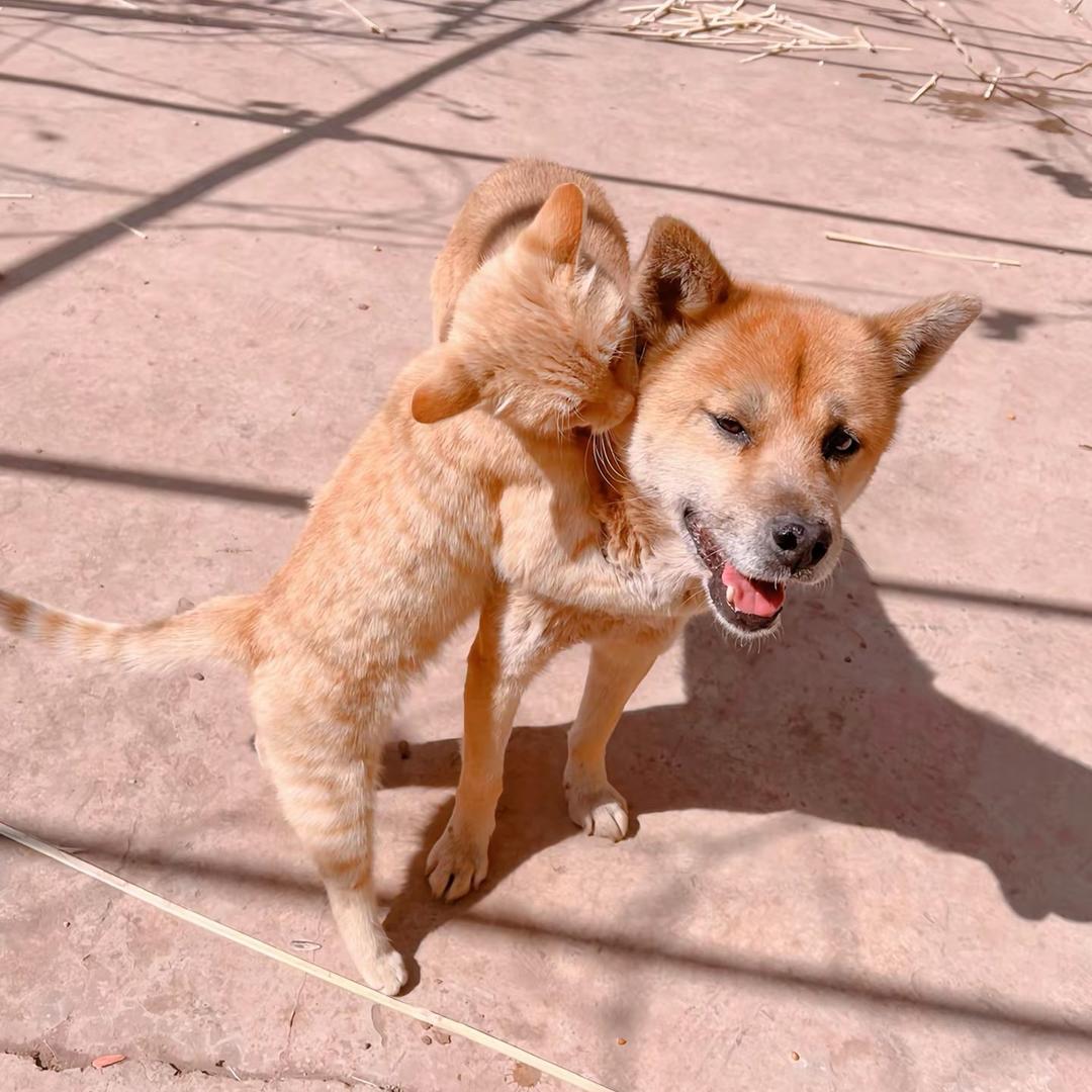 黄喵黄汪.