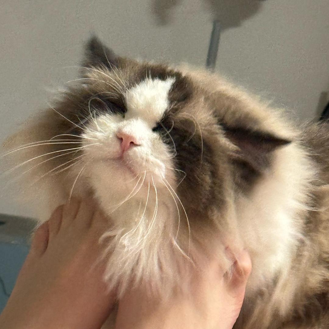 猛踹瘸子好腿