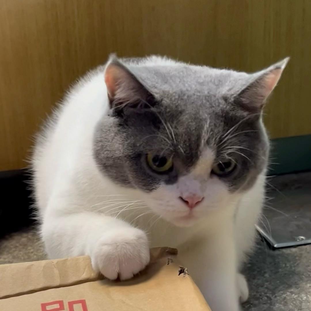 猫猫不会汪汪