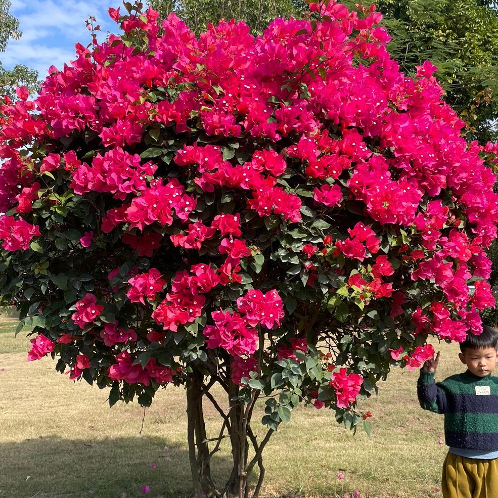 秋屿绿植园艺