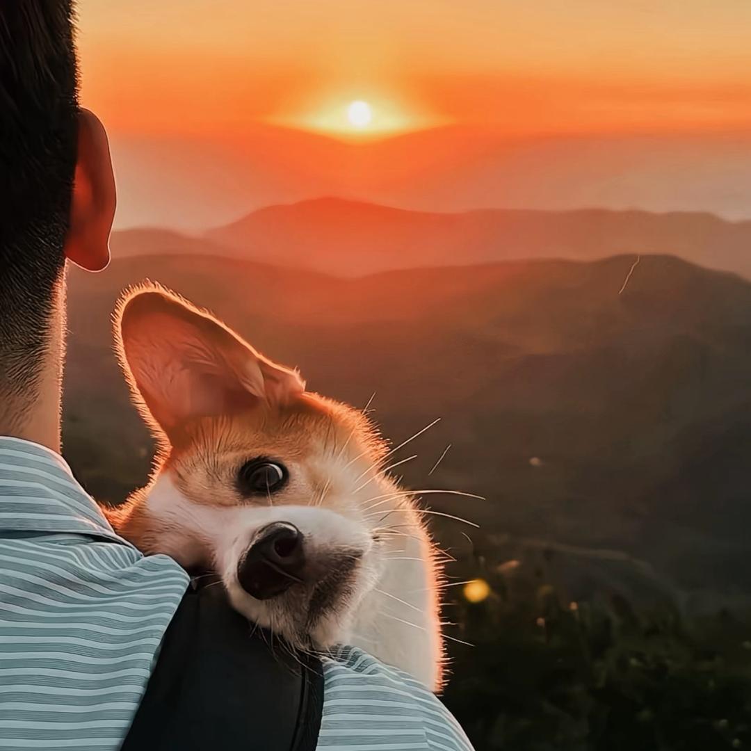 小张手机📱