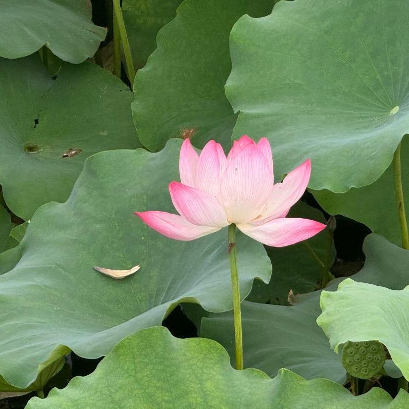 富贵.