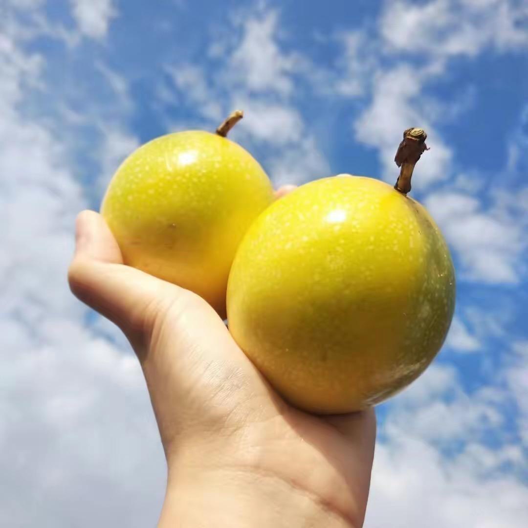 祥发百香果