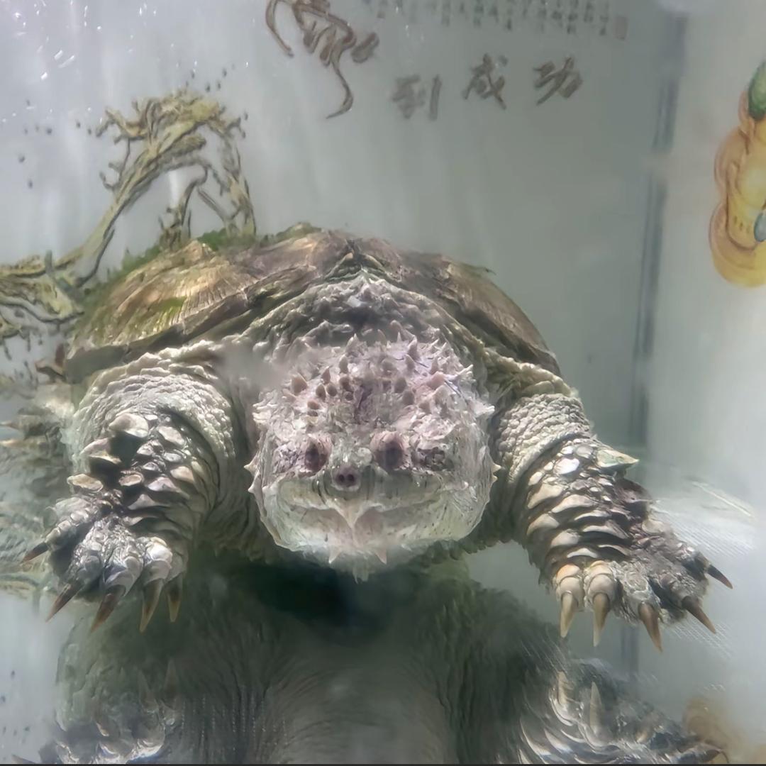Pet爬宠