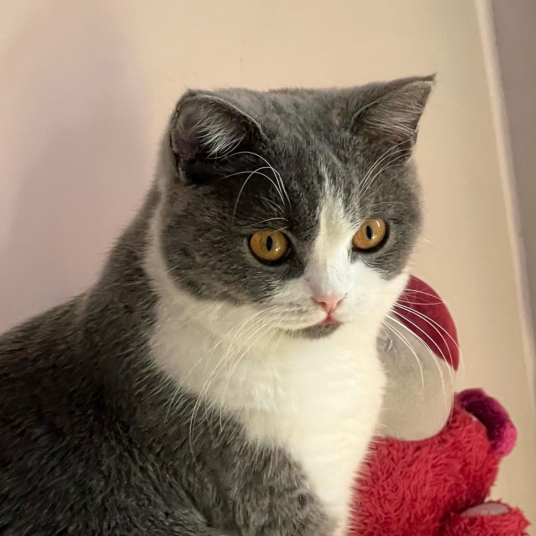 多🐱