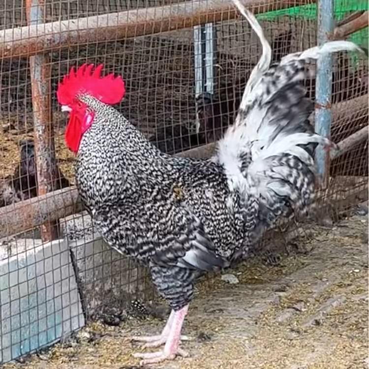 芦花鸡生态养殖农场