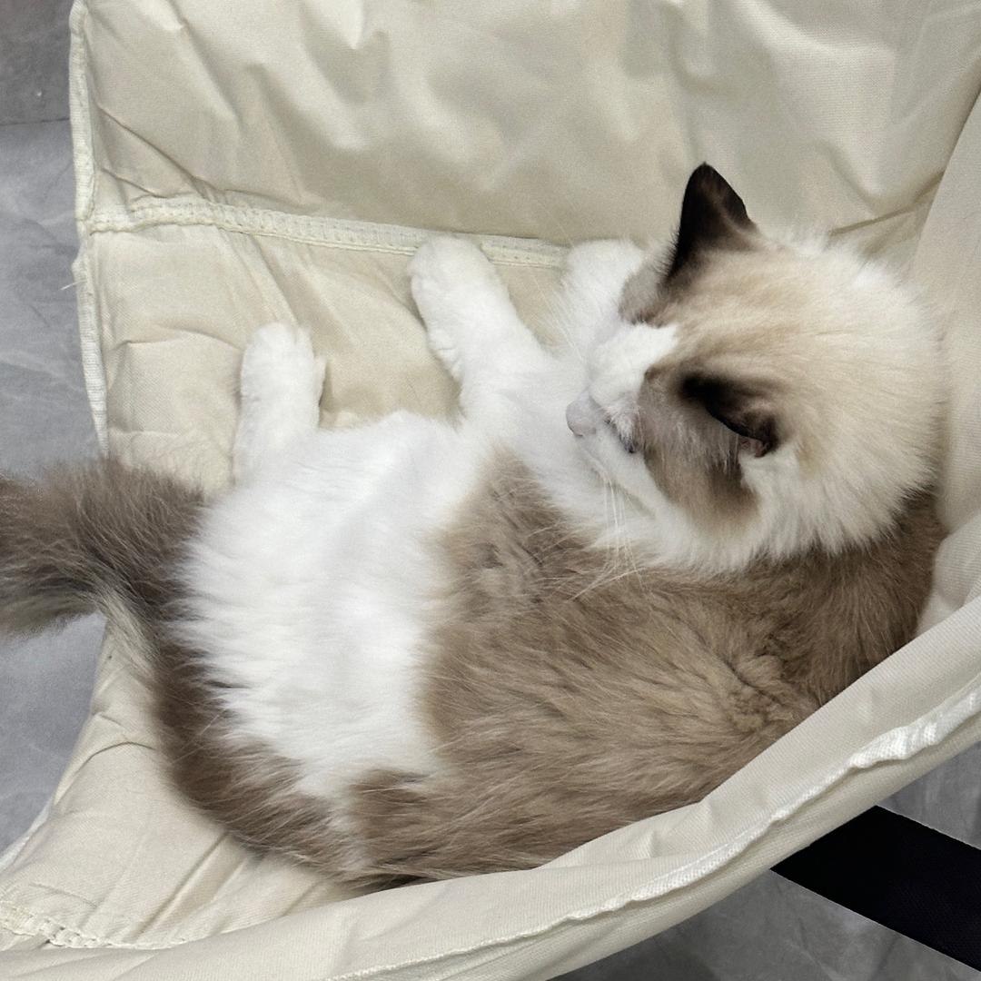 三只小猪