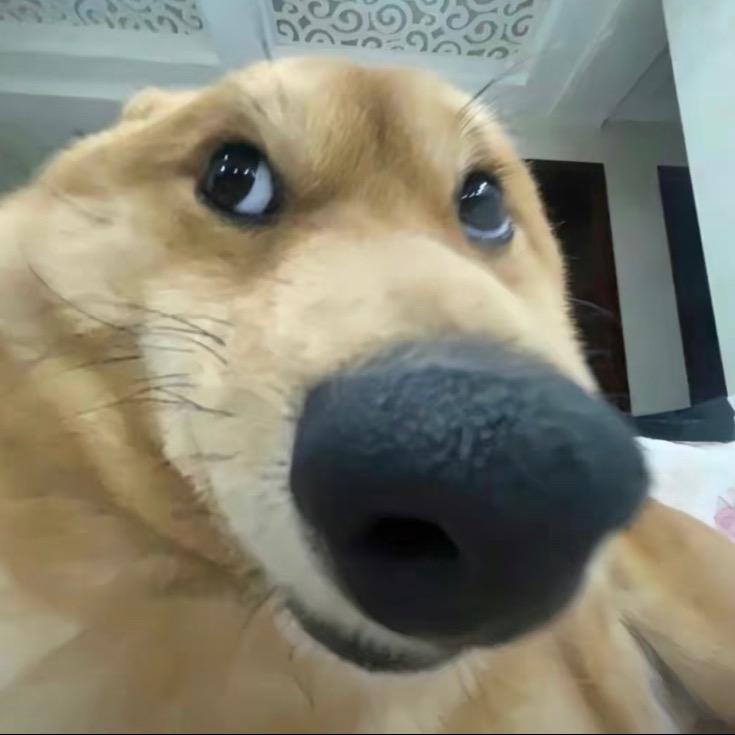 XiaoYi