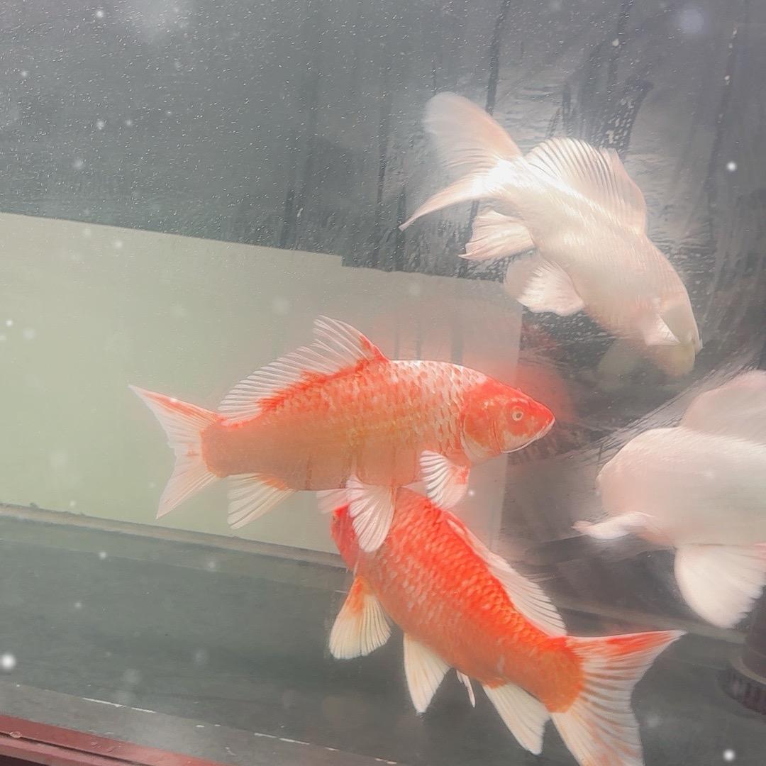 游游蝴蝶鲤D区