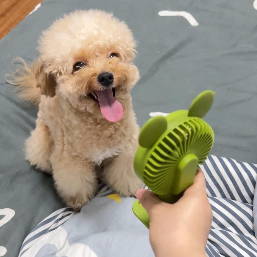 薯条🍟很忙