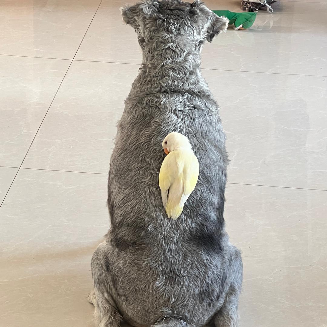 歪歪和嘎嘎