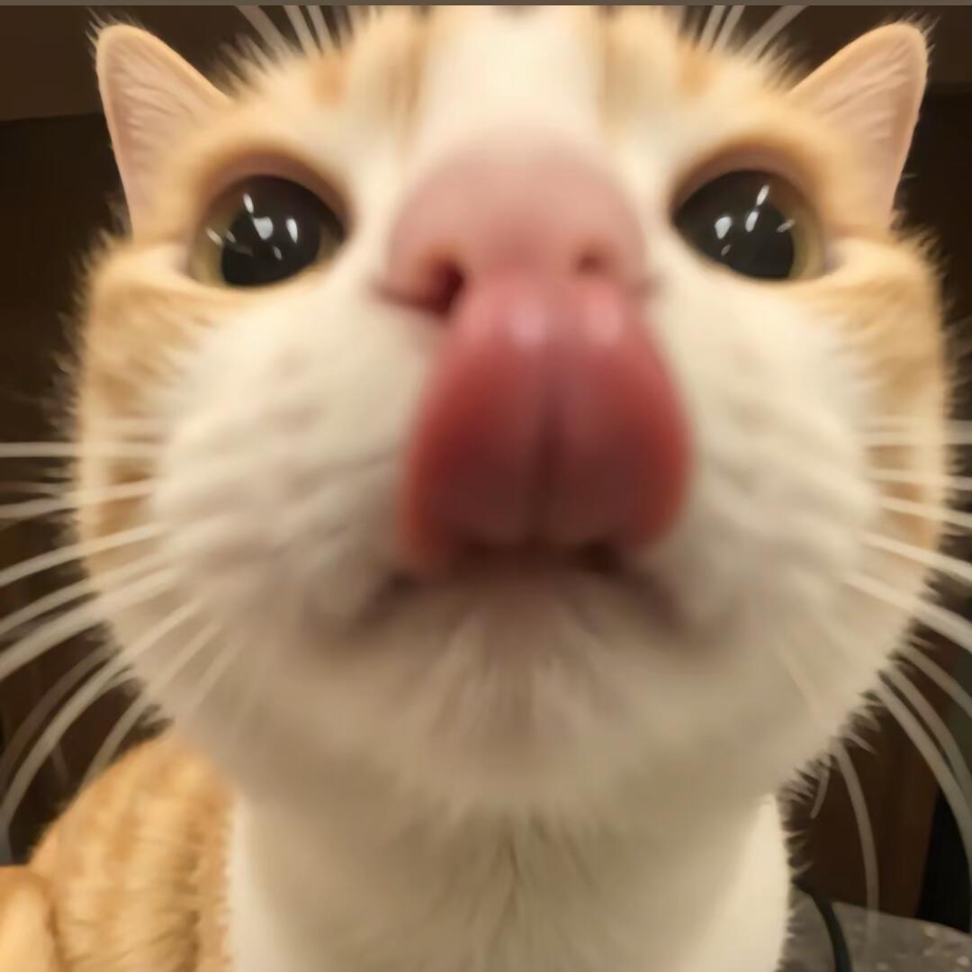 猫猫酱