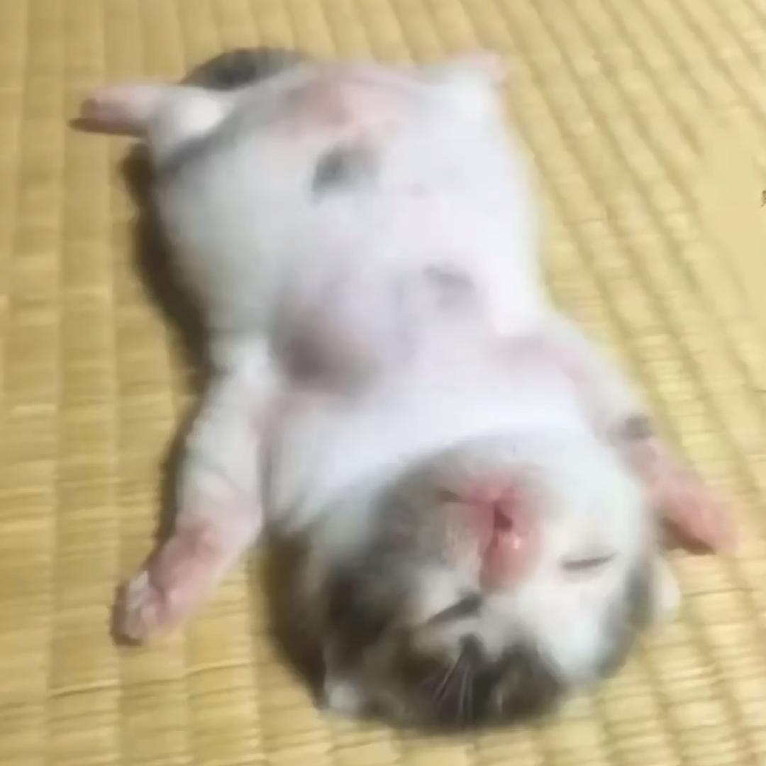 什么绿豆坨
