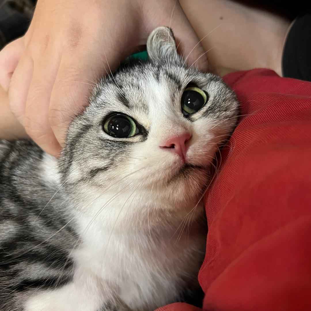 新月