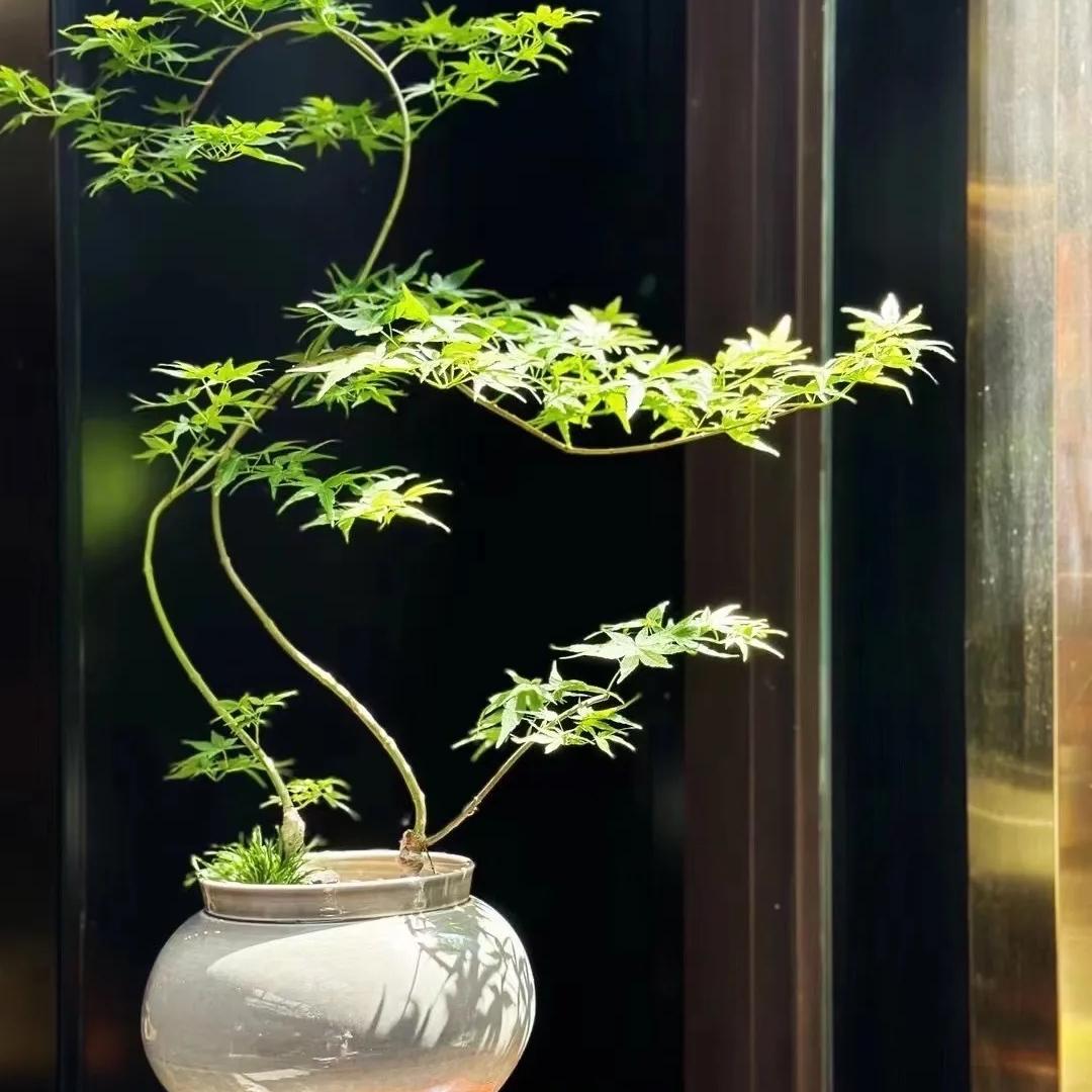 青藤青禾植物造梦空间