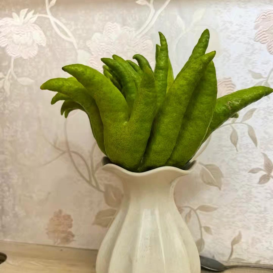 植物小二2@