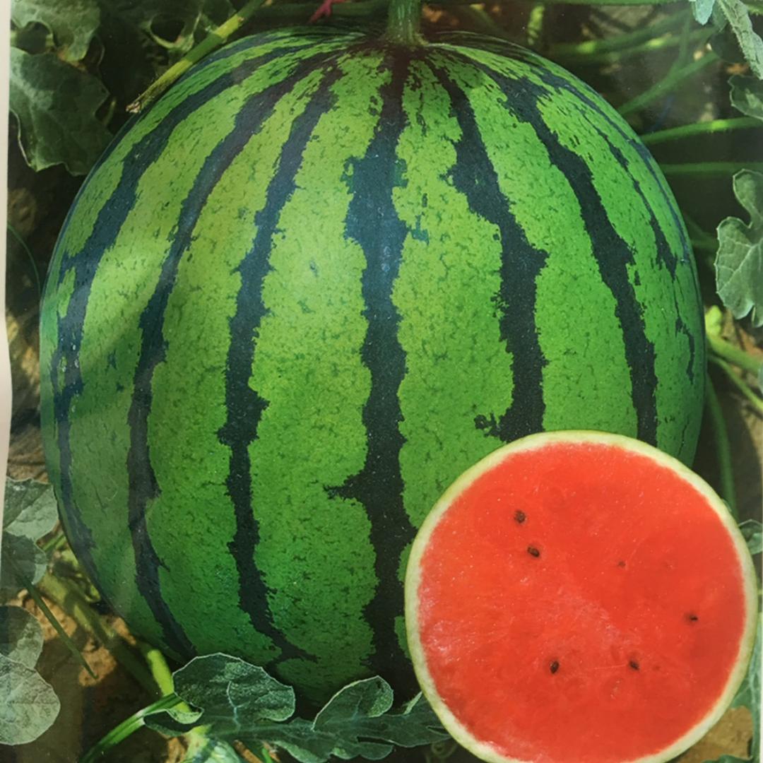 老王说瓜菜