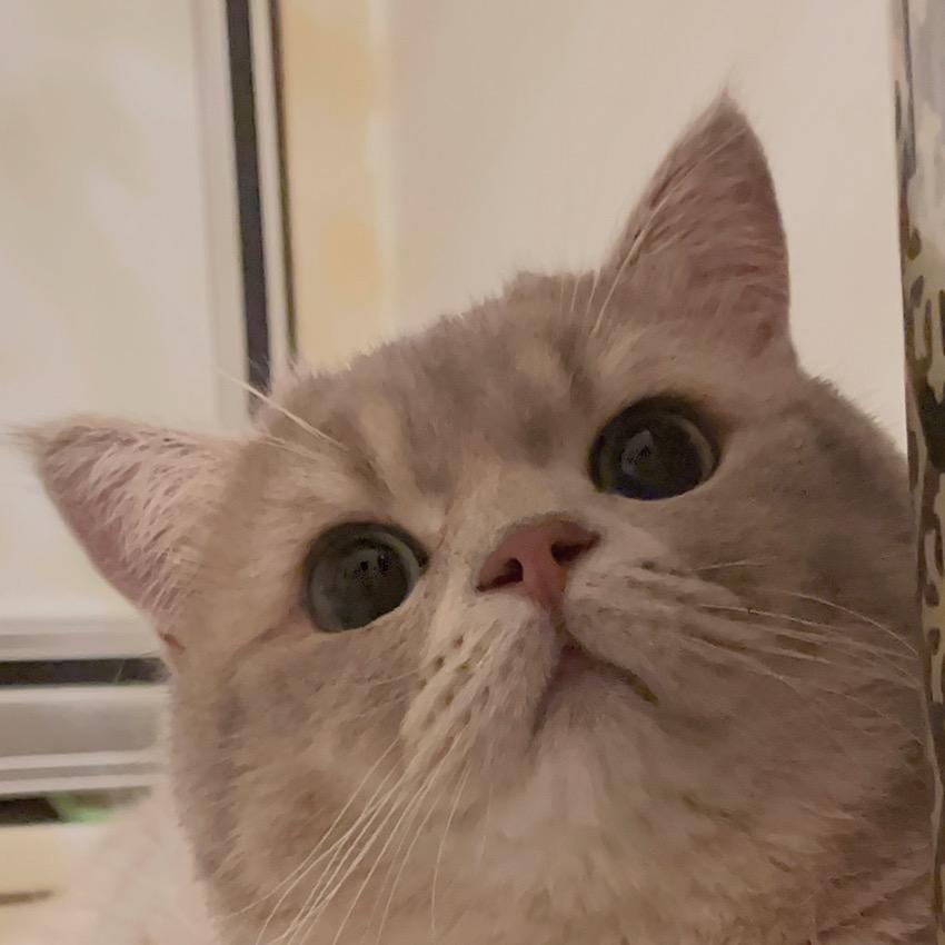 钢炮不爱喵
