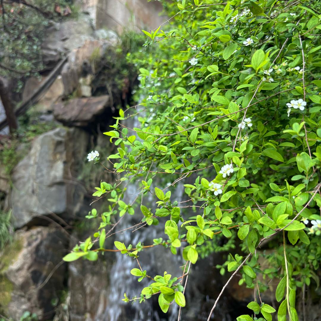 汤圆妈
