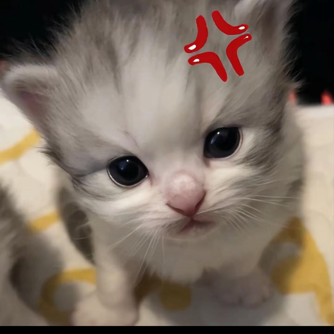 章小鱼～
