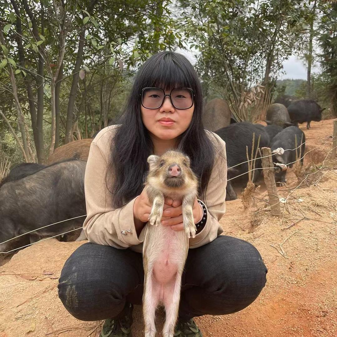 双旺丰藏香猪