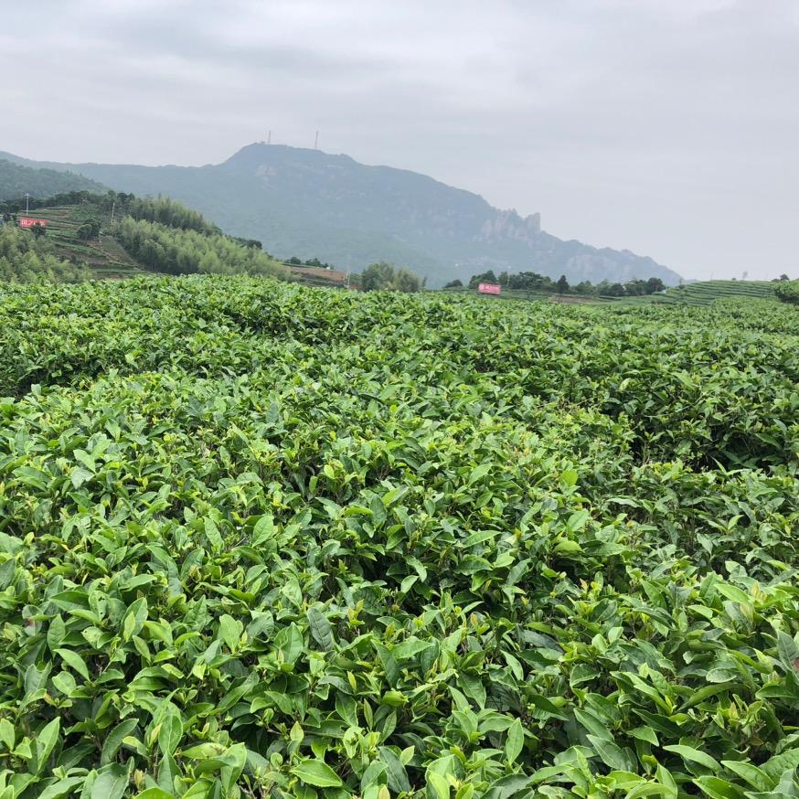 福鼎老白茶～白贡仙