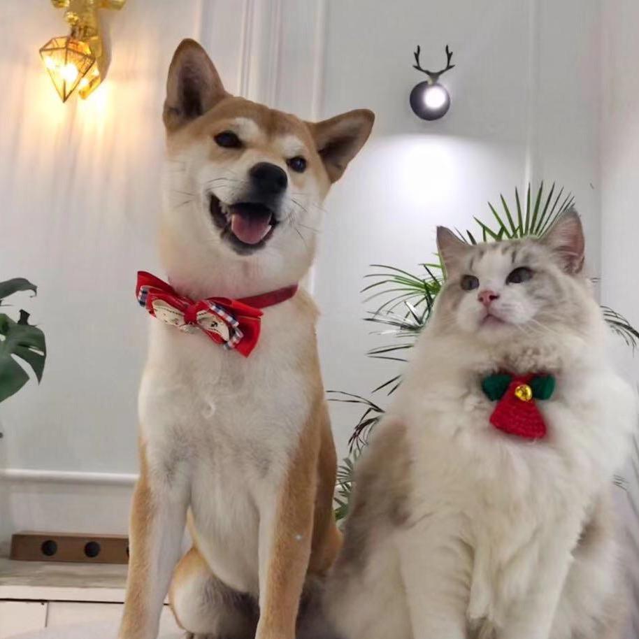 喵呜猫主题餐吧.猫咖.狗咖.卡皮巴拉豚鼠