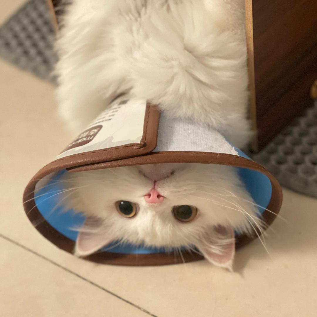 傲娇林八百