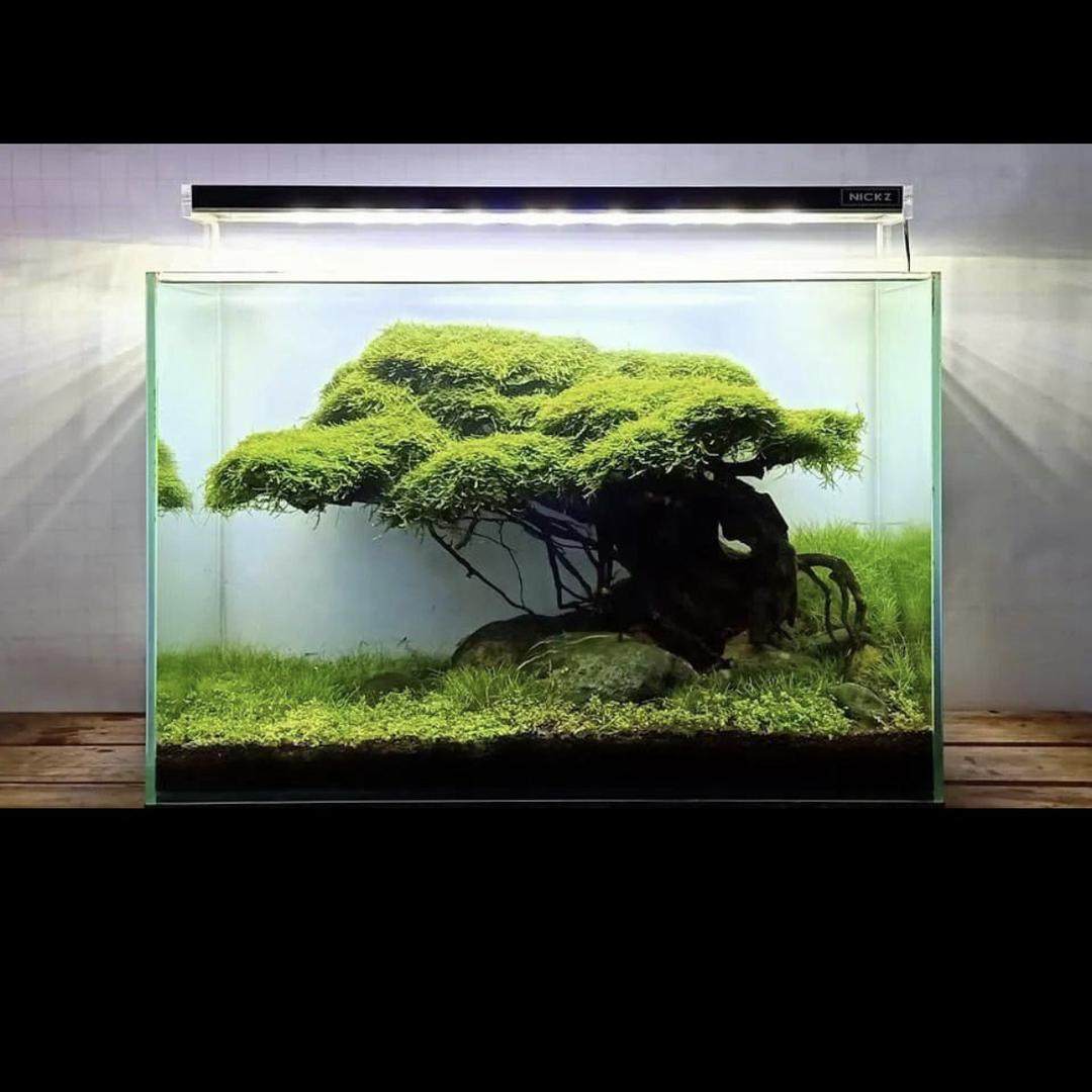 九州造景
