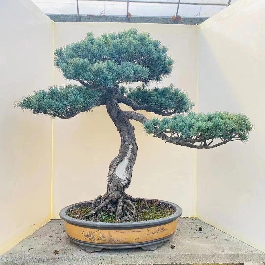 绿之韵园艺