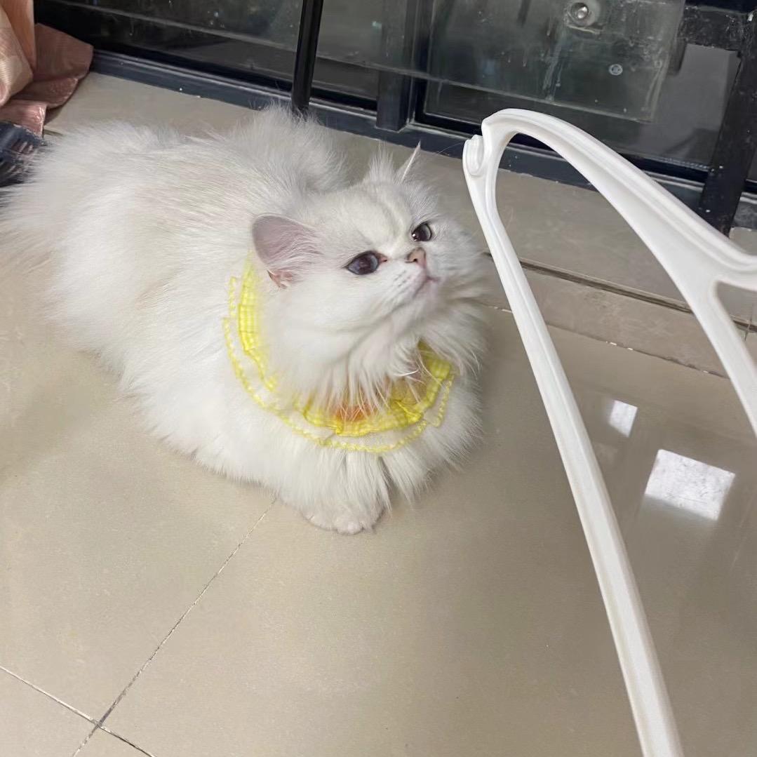 刘棋星🌟