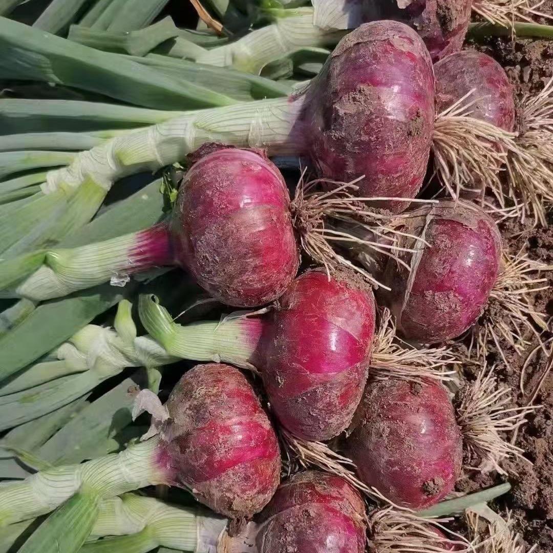 阿北农场蔬菜