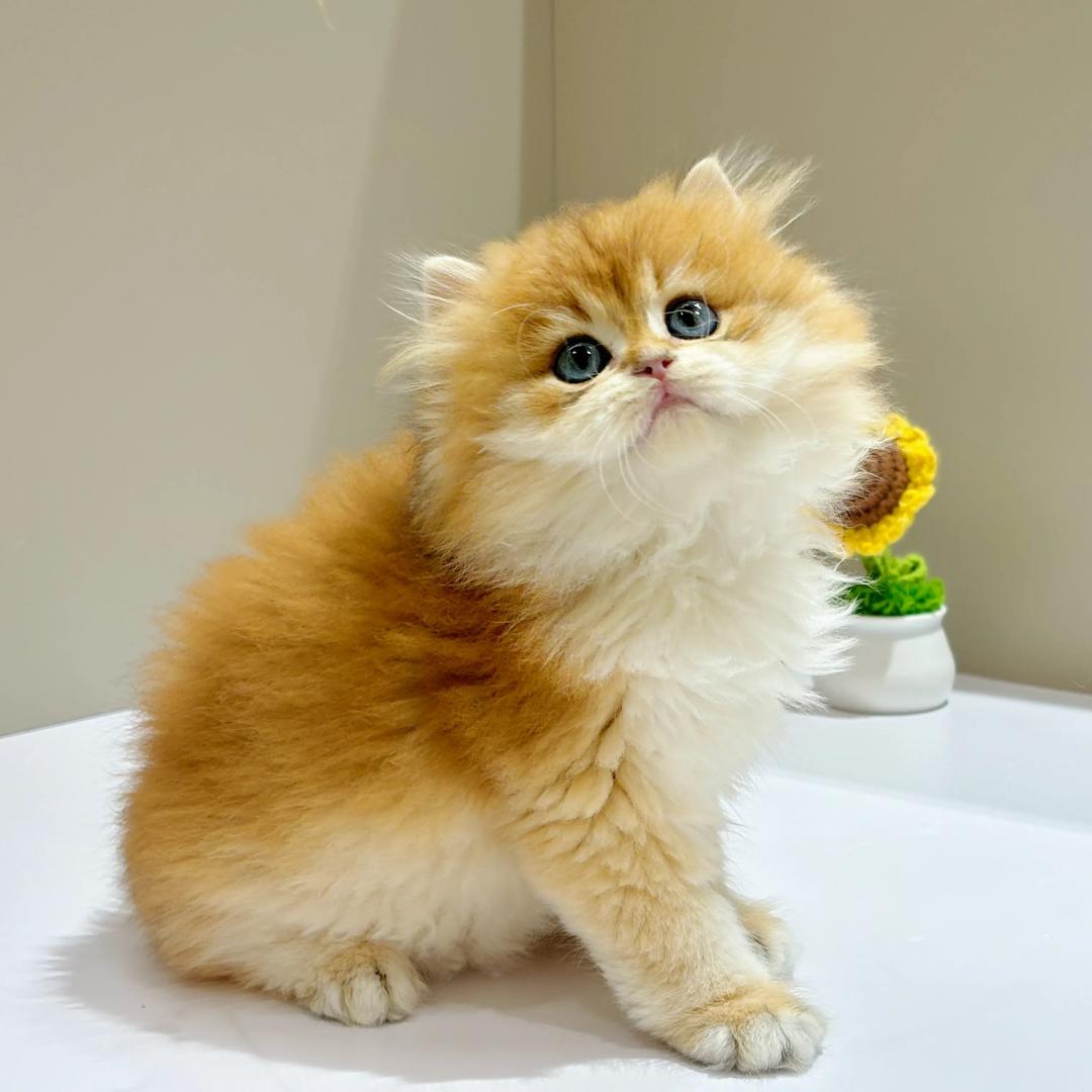 萌太子宠物零食