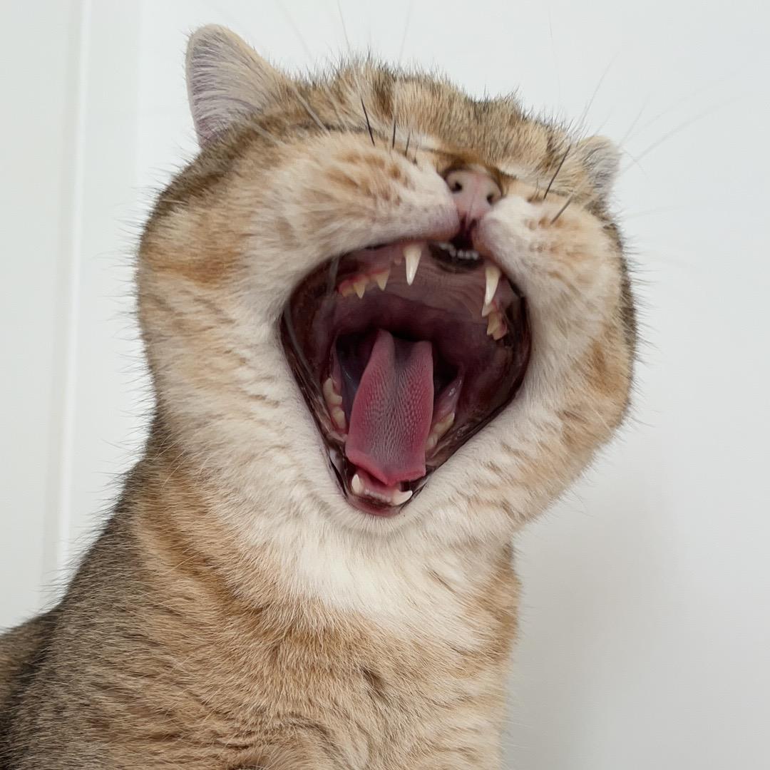 王竹子