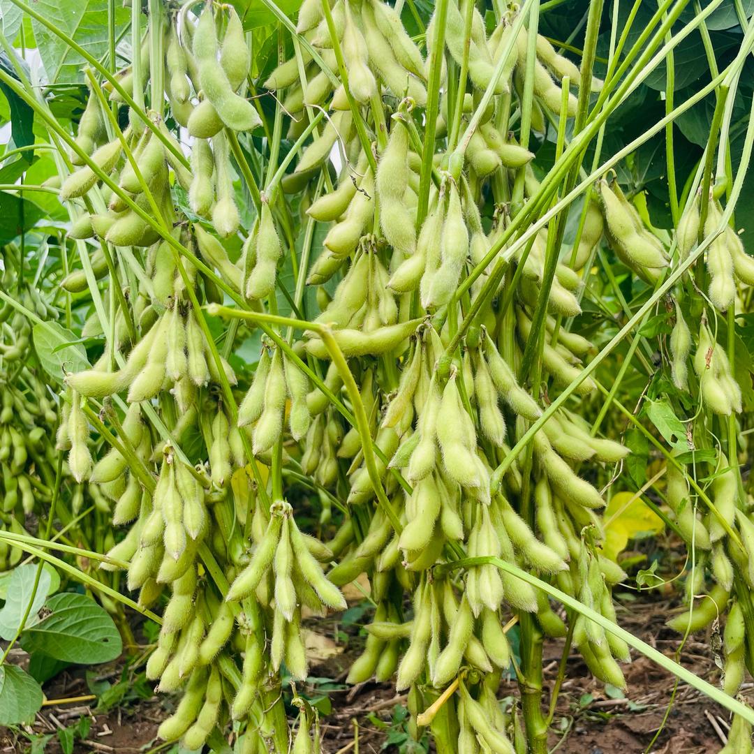 丰收在望