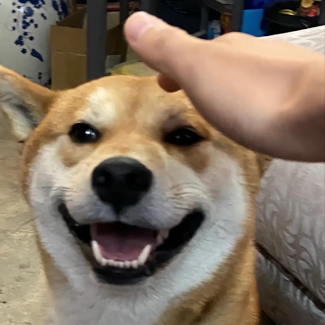 哈利