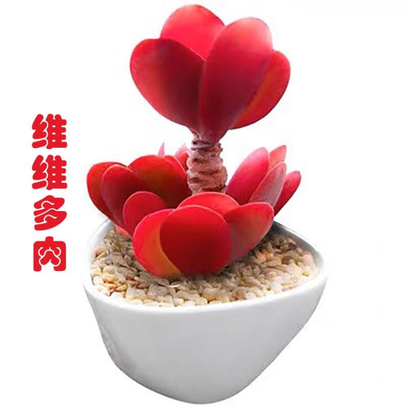 云南维维多肉基地