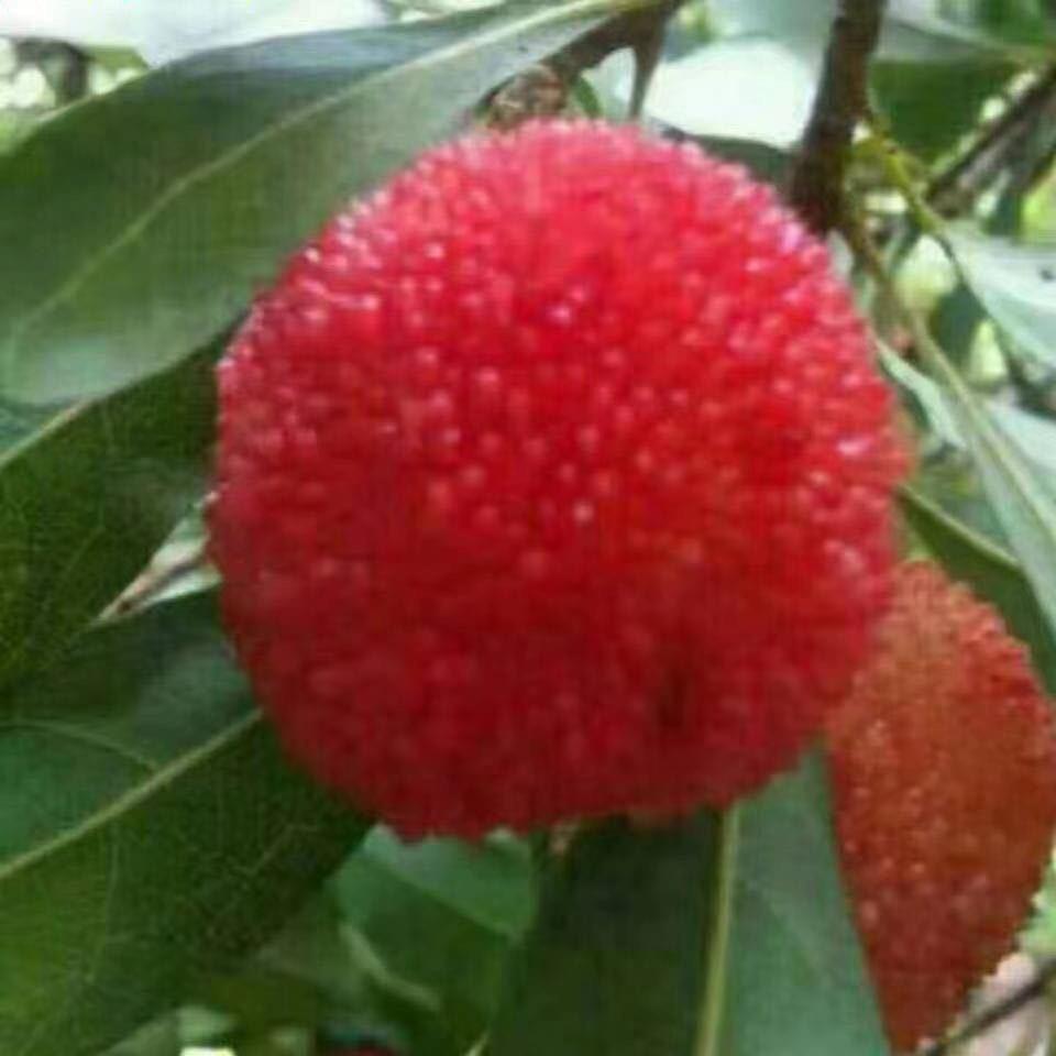 萍静