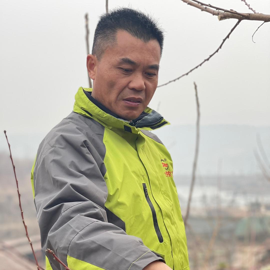 唐老师果树修剪