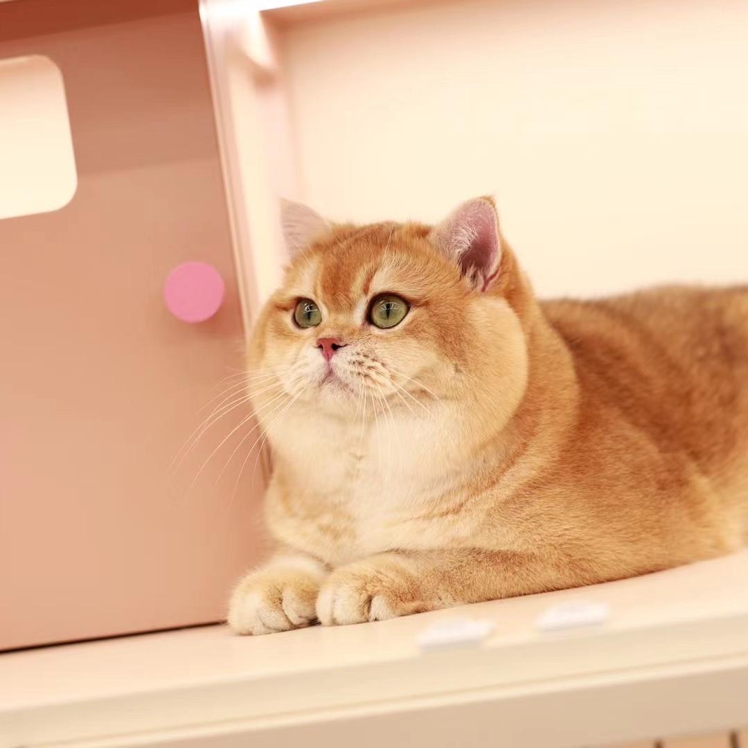 理理说猫