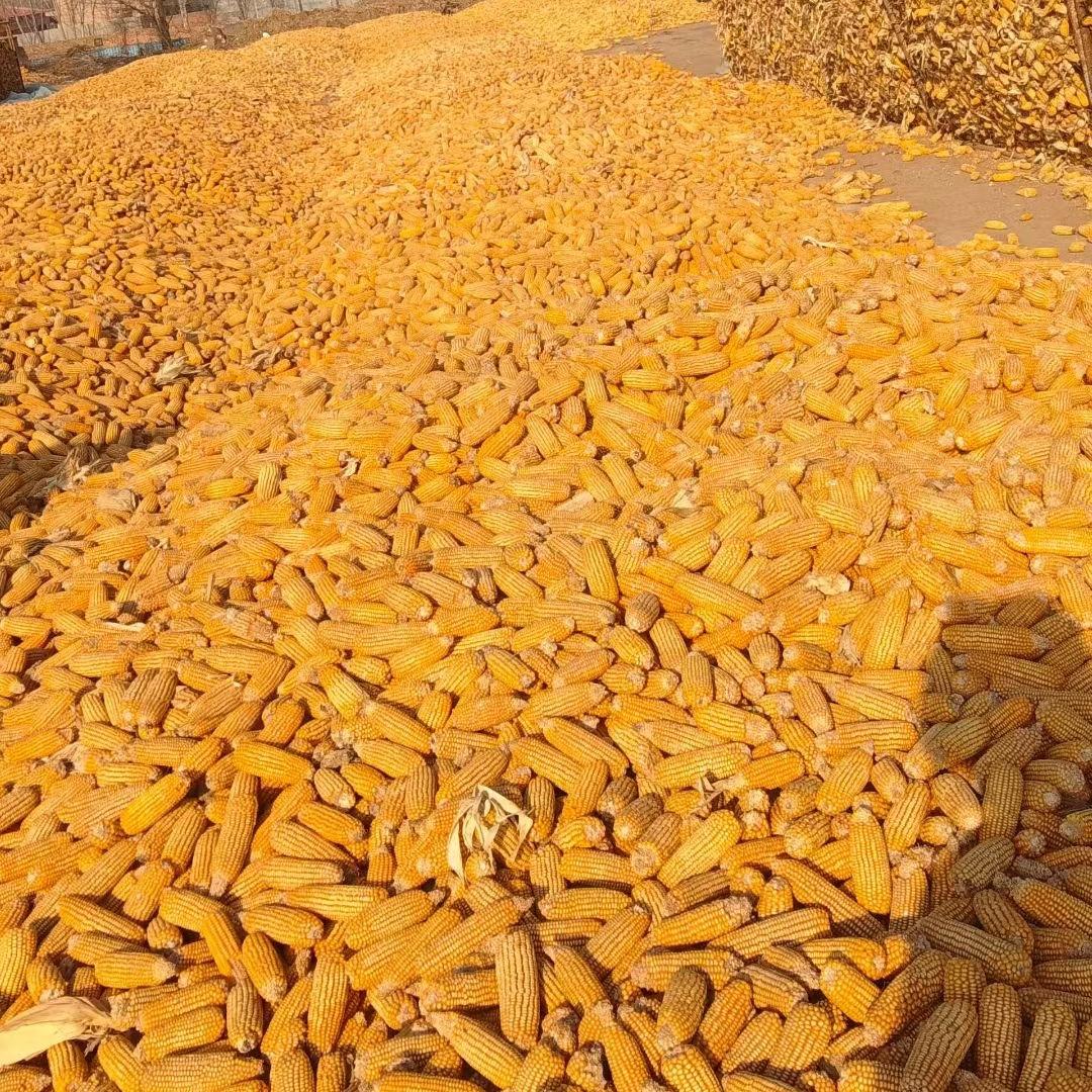大量接玉米棒