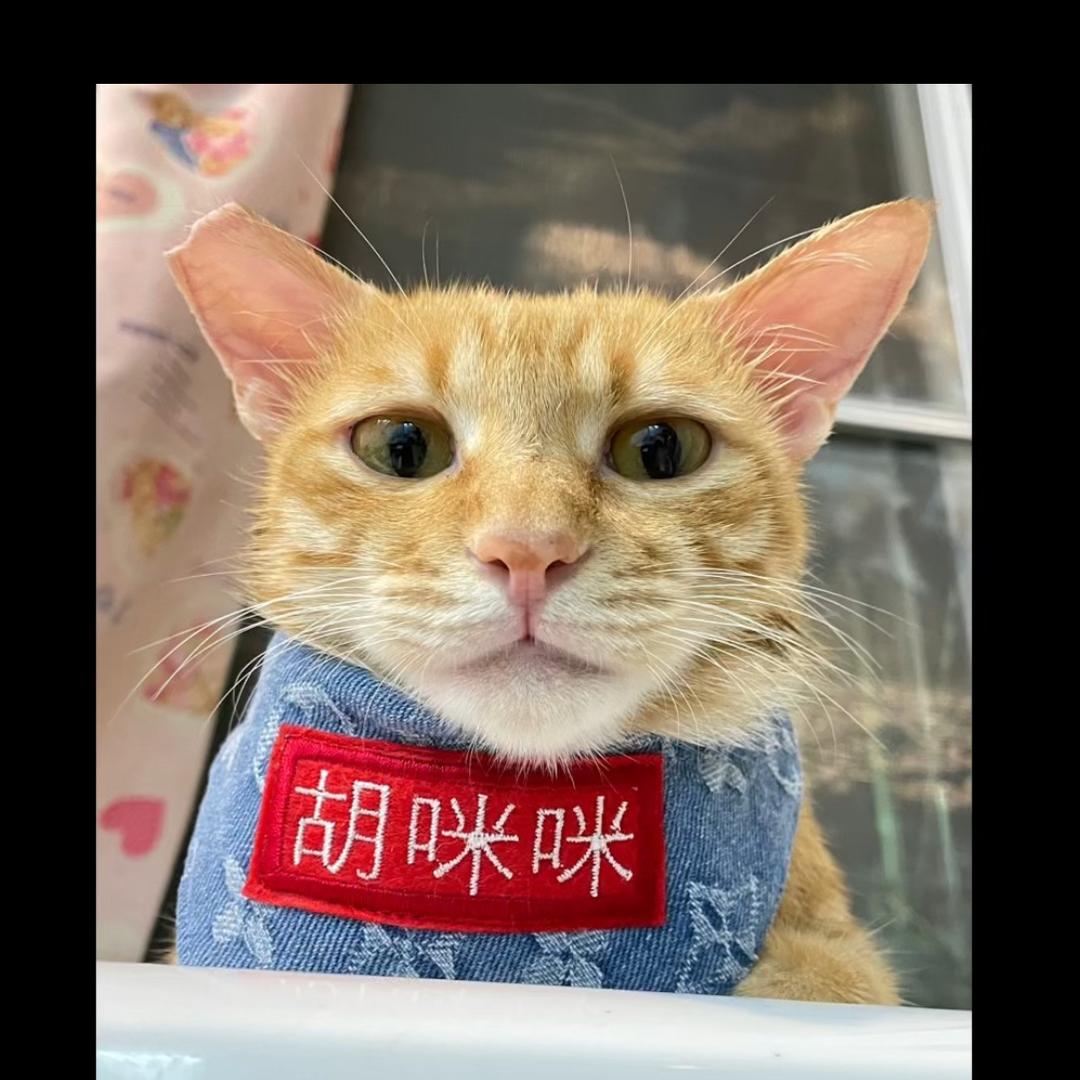 渣渣娇的流浪喵