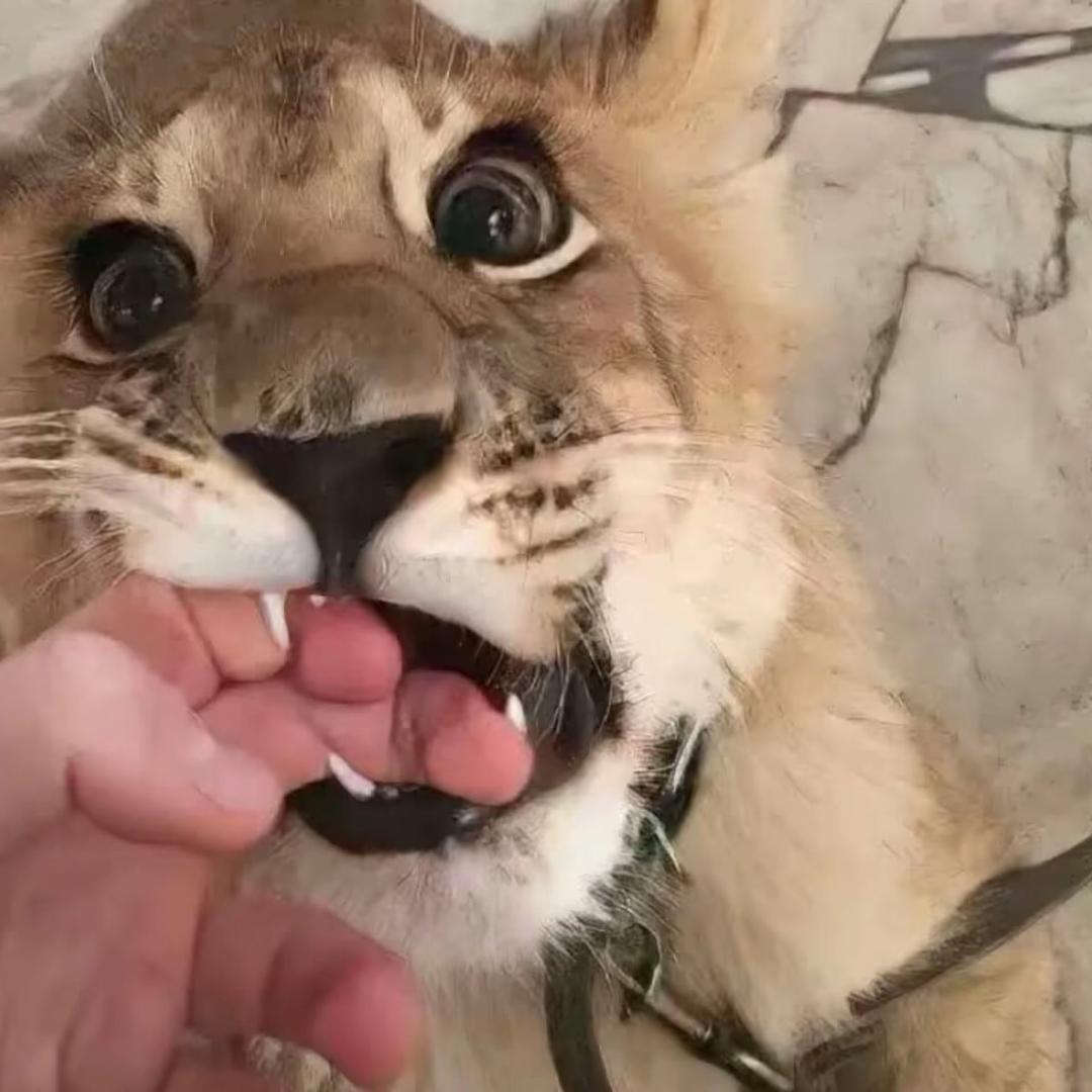 文少