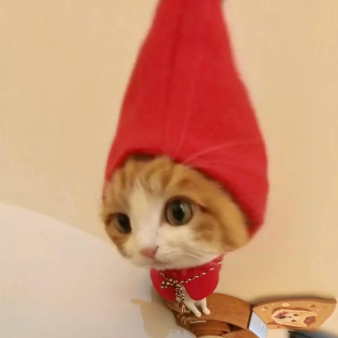 小红猫meme