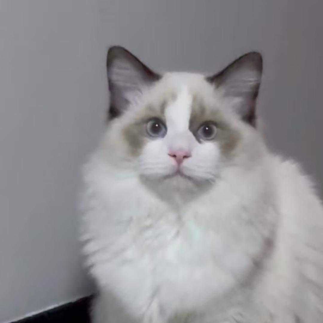 魅壳