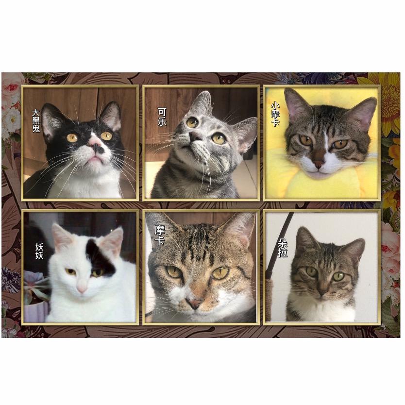 六只猪宝