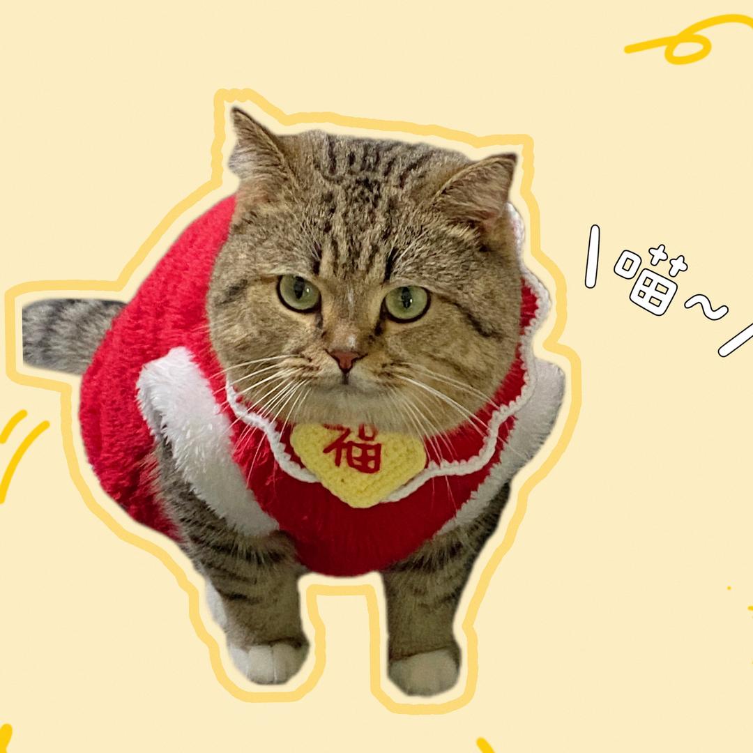 汤圆喵喵酱🐈