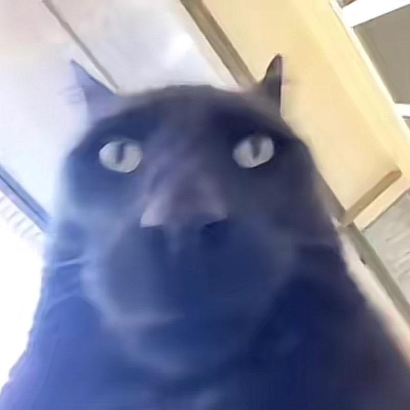 菜包狗