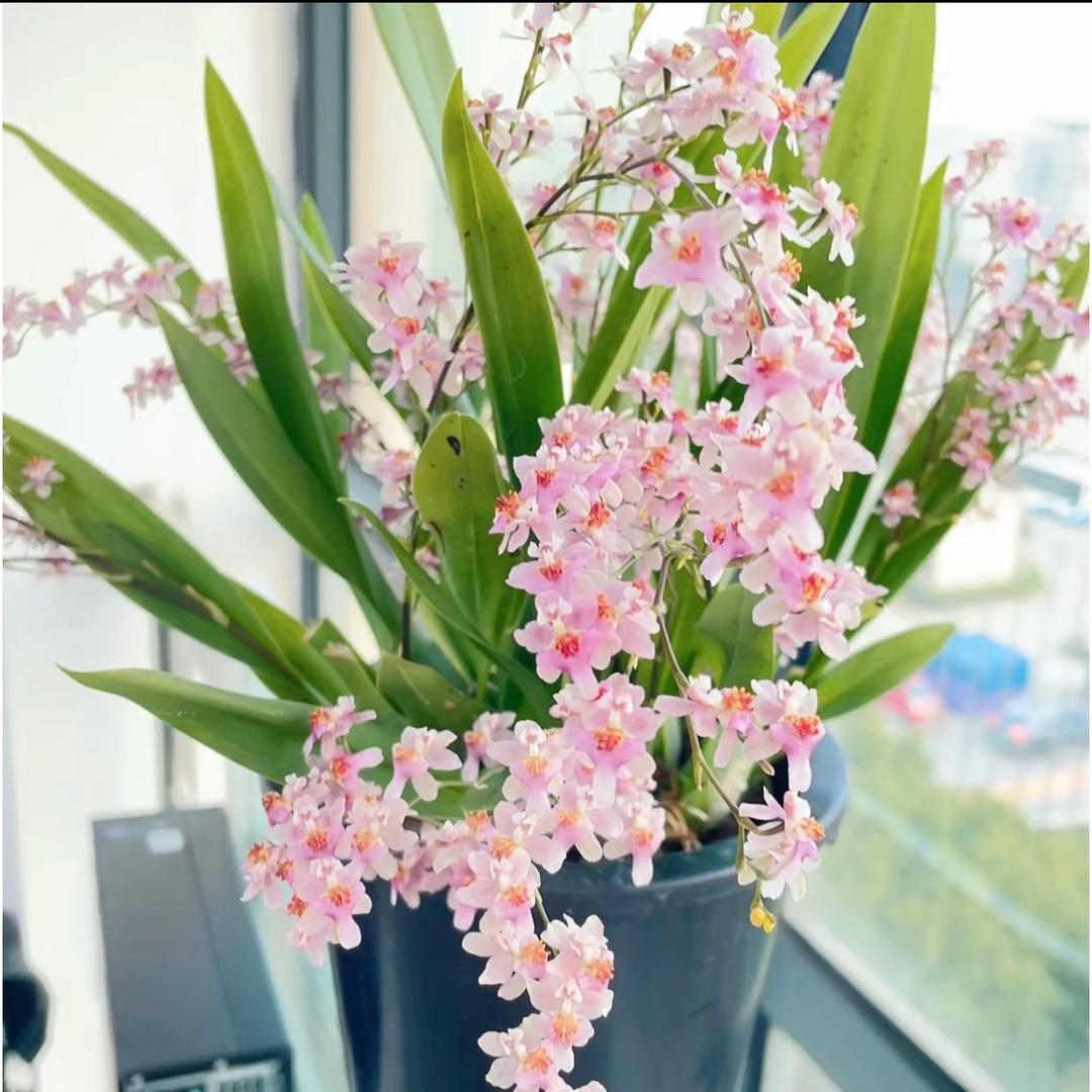 云花集